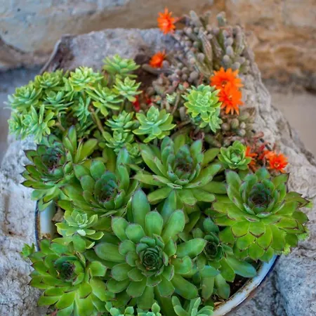 House Stone Babino Polje