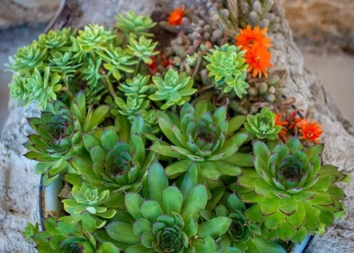 House Stone Babino Polje